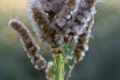 Pterocaulon polystachyum