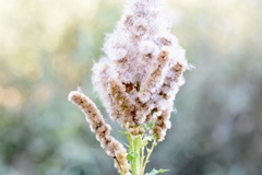 Pterocaulon polystachyum