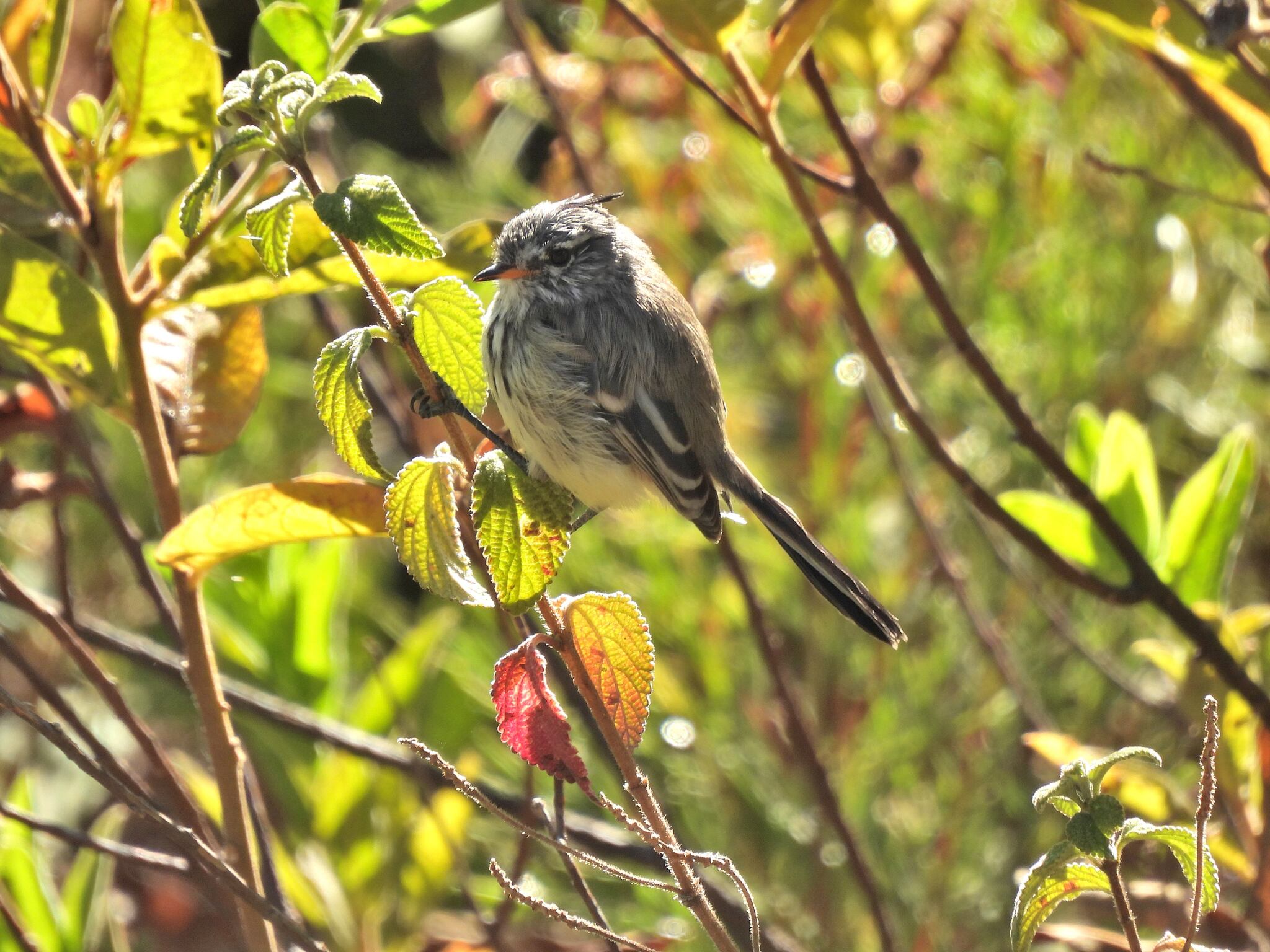 Yellow-billed Tit-Tyrant (Anairetes flavirostris), photo 1