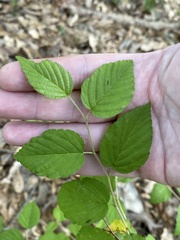 Fothergilla