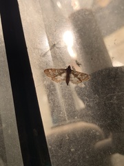 Nomophilini