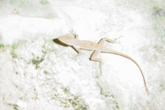 Anolis