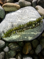 Caulerpa geminata