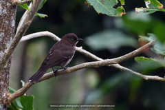 Scaly-Breasted Thrasher photo 4