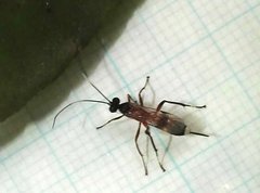 Goryphus basilaris