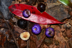 Gmelina fasciculiflora