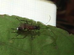 Goryphus basilaris
