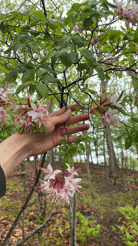 Rhododendron periclymenoides
