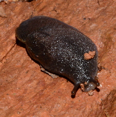 Helicarionidae