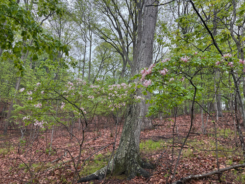 Rhododendron periclymenoides