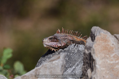 Iguana iguana melanoderma