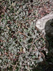 Chenopodium triandrum
