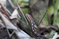 Alsophis rufiventris