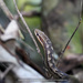 Red-bellied Racer - Photo (c) terence zahner, some rights reserved (CC BY-NC), uploaded by terence zahner
