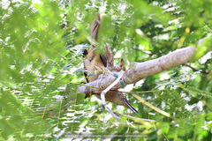 Cinclocerthia ruficauda