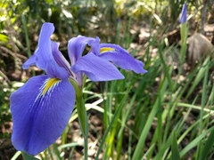 Iris giganticaerulea