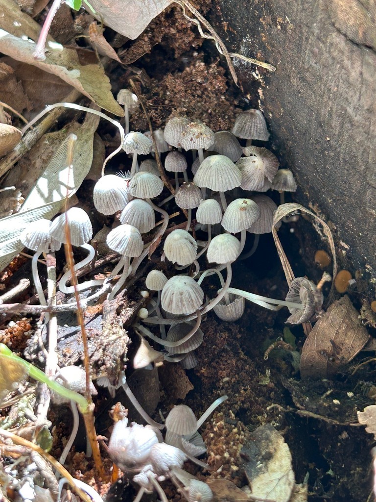 Coprinellus disseminatus · May 2026 · photo: © atsushi_nakajima_cirque (iNaturalist, cc-by)