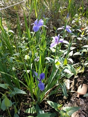 Iris giganticaerulea