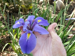 Iris giganticaerulea