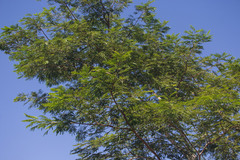 Albizia niopoides