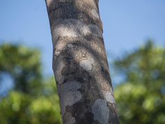 Albizia niopoides