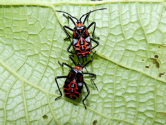 Sephina