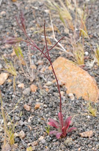 Eremothera chamaenerioides