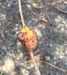 Disholcaspis spongiosa