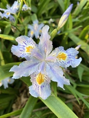 Iris japonica