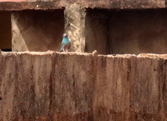 Uraeginthus bengalus