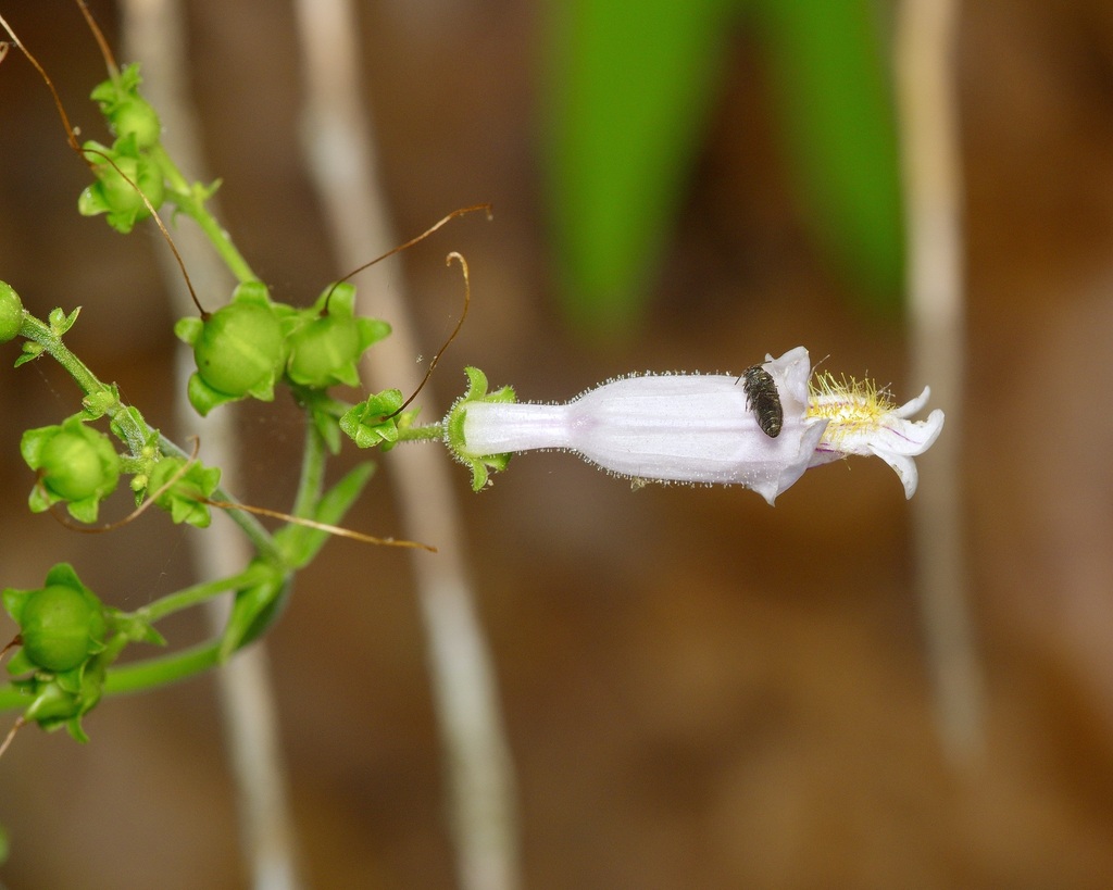 Penstemon laxiflorus; photograph (c) Michelle W. (鍾偉瑋), some rights reserved (CC BY)