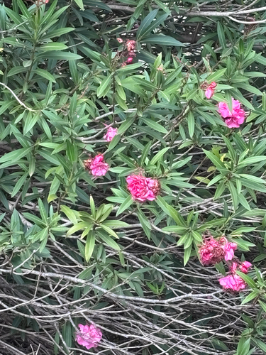 oleander