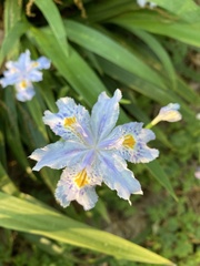 Iris japonica