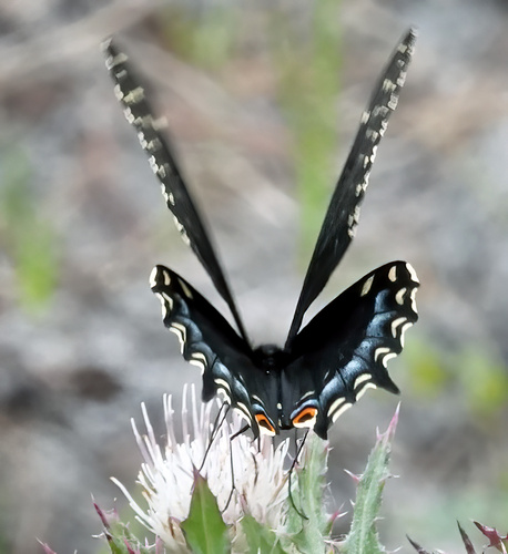 Black Swallowtail