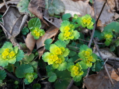 Chrysosplenium