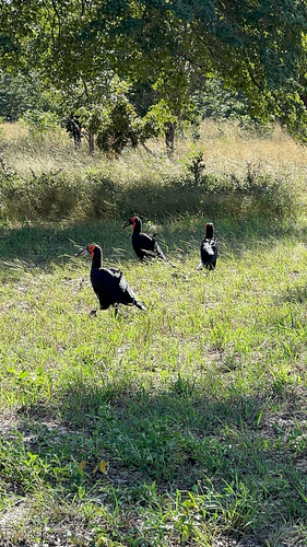 Southern Ground Hornbill