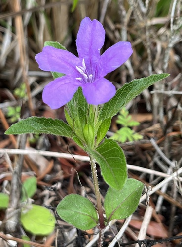 Carolina Ruellia