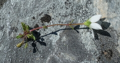 Gentianella montana