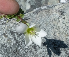 Gentianella montana