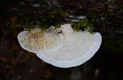 Trametes vespacea