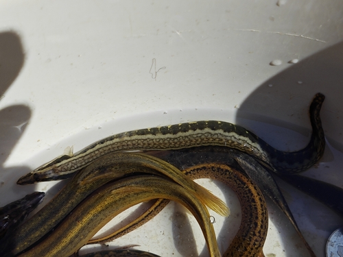 Chinese spiny eel (Sinobdella sinensis) — Mastacembelidae — 3
