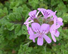 Pelargonium × asperum