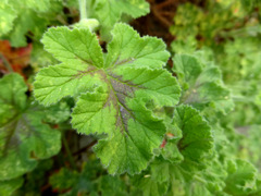 Pelargonium × asperum