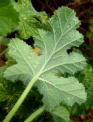Pelargonium × asperum