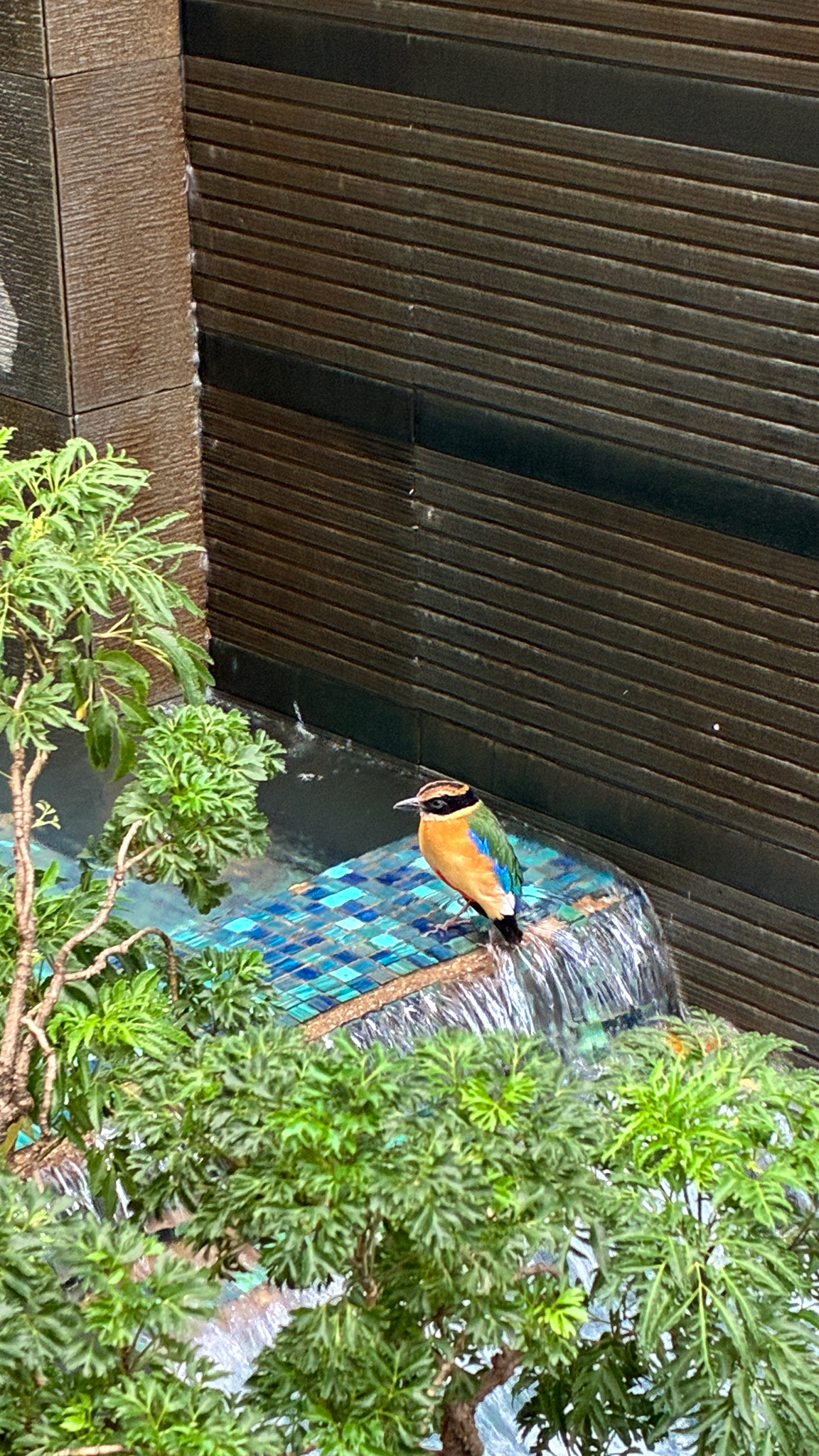 Blue-winged Pitta (Pitta moluccensis), photo 10