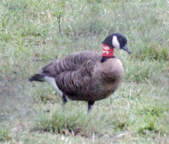 Branta canadensis occidentalis