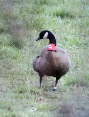 Branta canadensis occidentalis