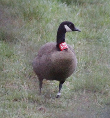 Branta canadensis occidentalis