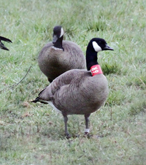 Branta canadensis occidentalis