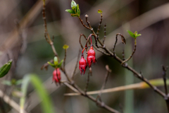 Brachyotum strigosum
